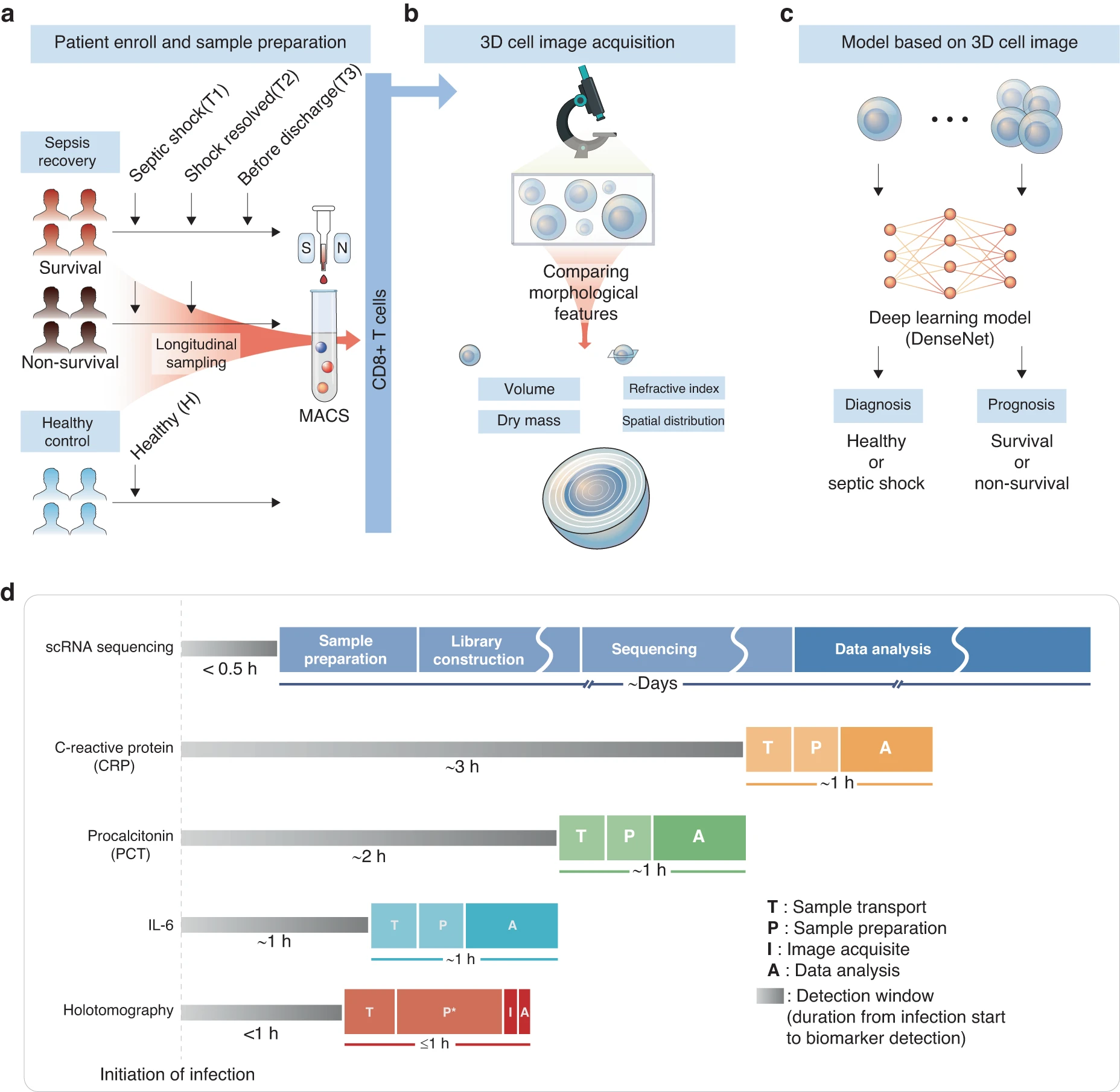 Three-dimensional label-free morphology of CD8+ T cells as a sepsis biomarker