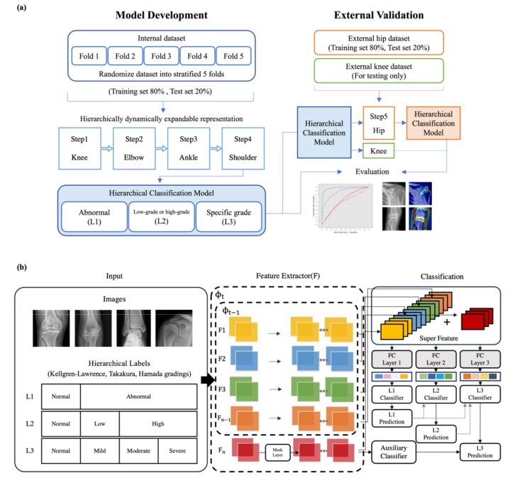 Classification models for arthropathy grades of multiple joints based on hierarchical continual learning