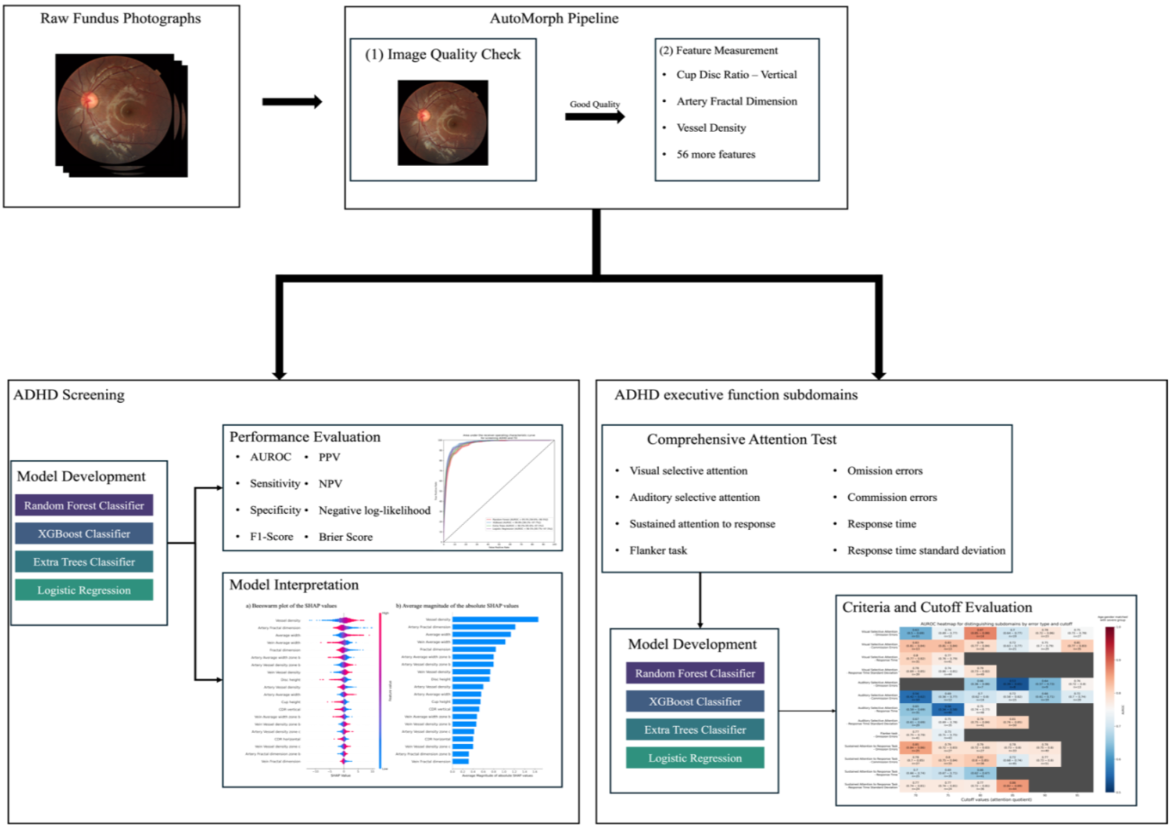 Retinal fundus imaging as biomarker for ADHD using machine learning for screening and visual attention stratification
